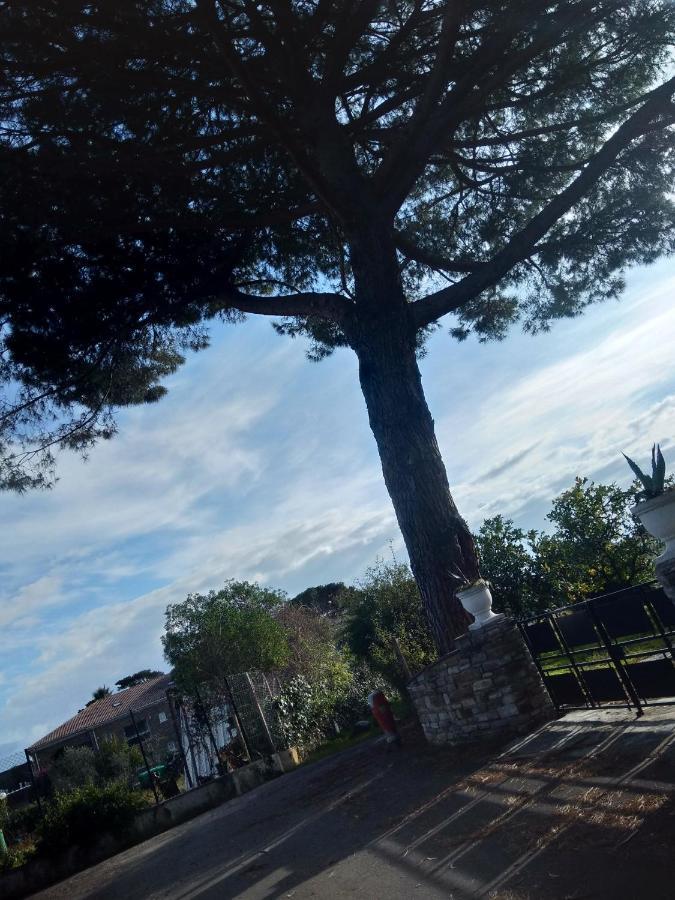 Un Nid Douillet En Bord De Plage !! Lucciana  Exteriör bild